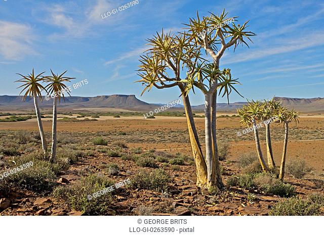 Stand of Baobab trees in late afternoon sun, near Nieuwoudtville, Northern Cape Province, South Africa