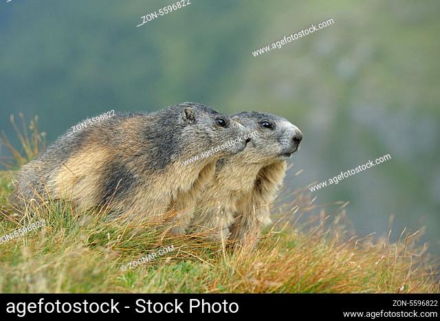 Murmeltiere, Marmota marmota, Nationalpark Hohe Tauern, Österreich, Marmots, Marmota marmota, Hohe Tauern National Park, Austria, Europe