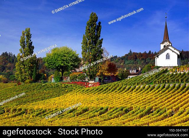 Idyllic countryside landscape, Fechy church in vineyards, Eglise de Fechy , Fechy, La Cote , La Cote Vaudoise, Morges district, canton Vaud, VD, Romandie Suisse