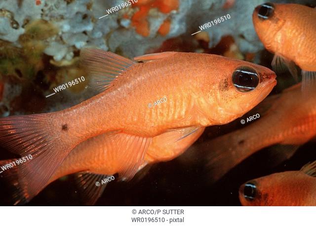 Cardinalfish, Mediterranean, Sea, Apogon, imberbis