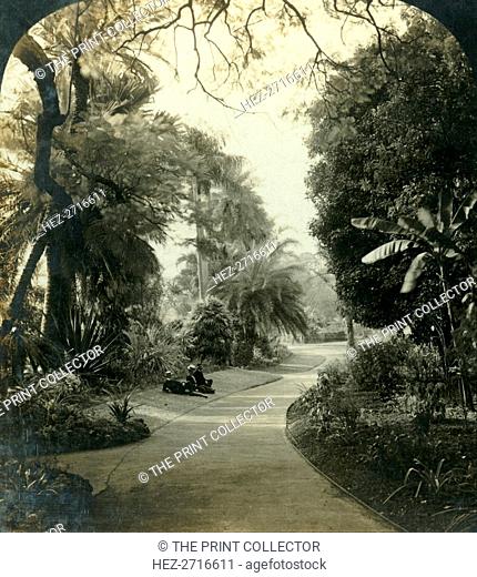 'Pathway in the Queen's Park, Brisbane, Australia', c1909. Creator: George Rose