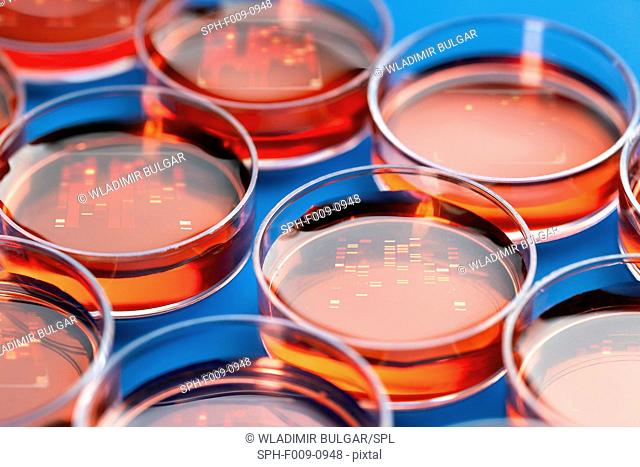Petri dishes used for DNA (deoxyribonucleic acid) sequencing
