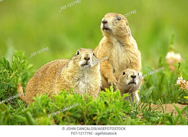 Blacktail Prairie Dog Cynomys ludovicianus Wyoming - USA - Social animals that live in 'towns' and post sentinels to warn of impending predators - Live in and...