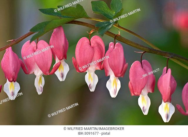 Bleeding Heart (Lamprocapnos spectabilis), blossoms, North Hesse, Hesse, Germany