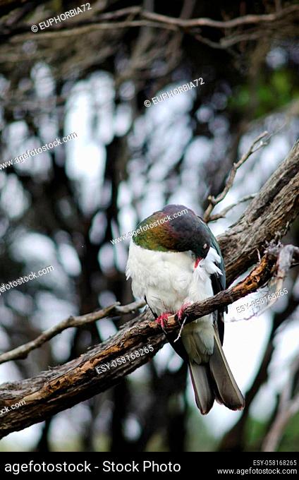 New Zealand pigeon Hemiphaga novaeseelandiae preening. Stewart Island. New Zealand