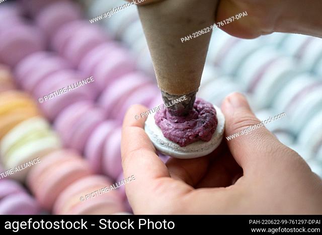 22 June 2022, Saxony, Dresden: The French meringue Macaron is filled in a bakery with a piping bag. Photo: Sebastian Kahnert/dpa