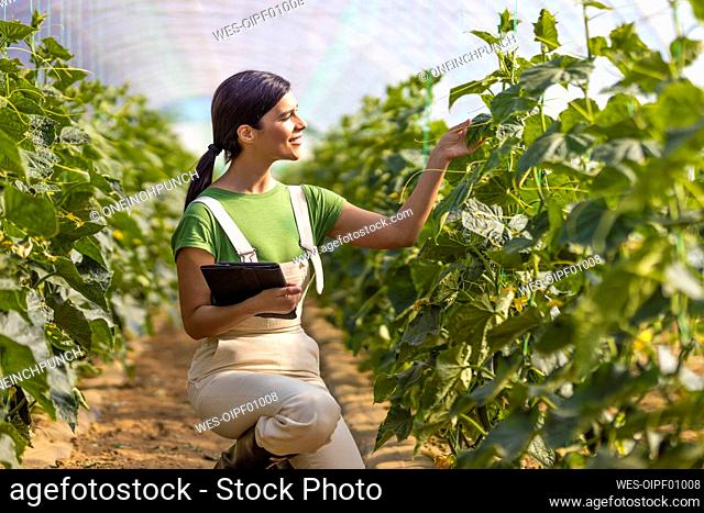 Female farmer with digital tablet checking crops while kneeling at greenhouse