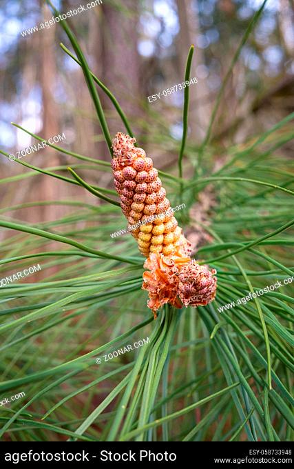 Pine tree with blossom flowers. Pinus sylvestris, male inflorescence. Pollen