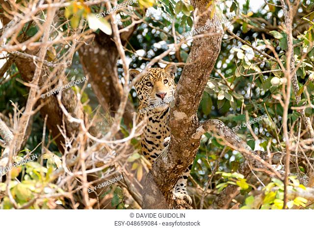 Jaguar on riverbank from Pantanal, Brazil. Wild brazilian feline. Nature and wildlife