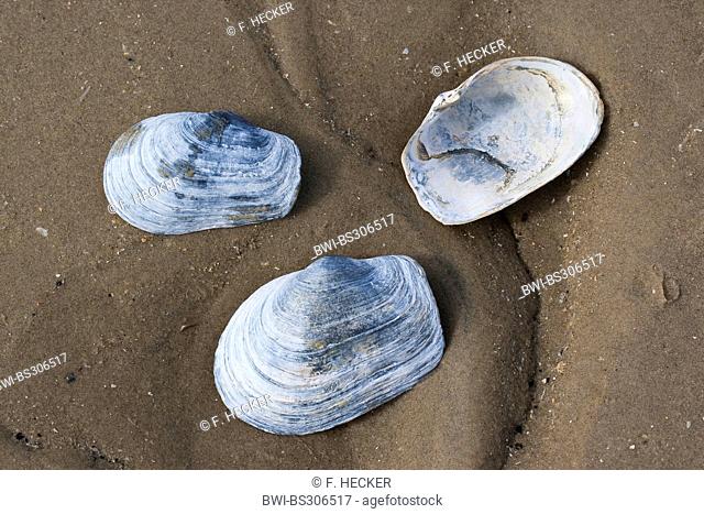 blunt gaper clam, truncate softshell clam (Mya truncata), shells on the beach