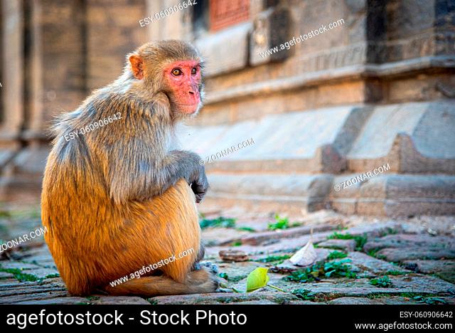 Portrait of a male macaque monkey sitting on the roof of a temple. Swayambhunath Monkey Temple, Nepal Asia