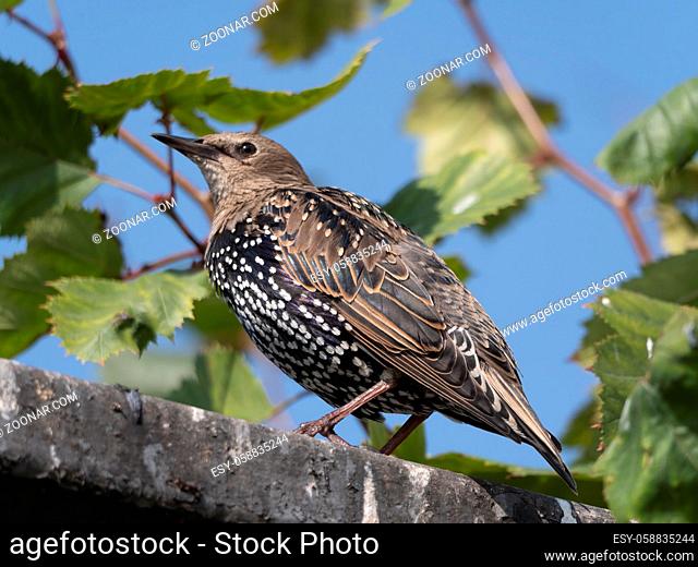 Common starling sturnus vulgaris sitting on the fence
