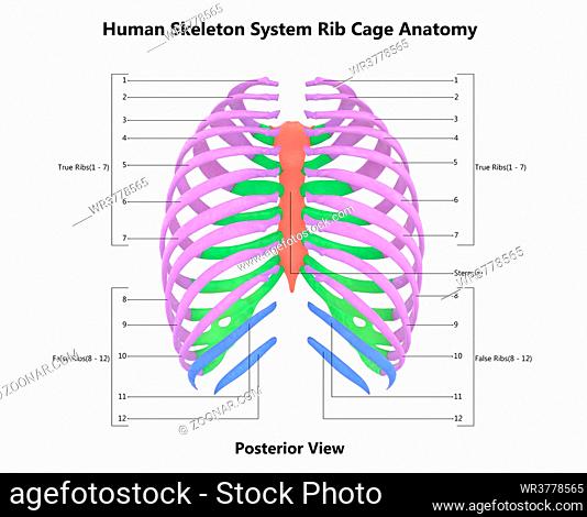 3D Illustration Concept of Human Skeleton System Rib Cage Described with Labels Anatomy