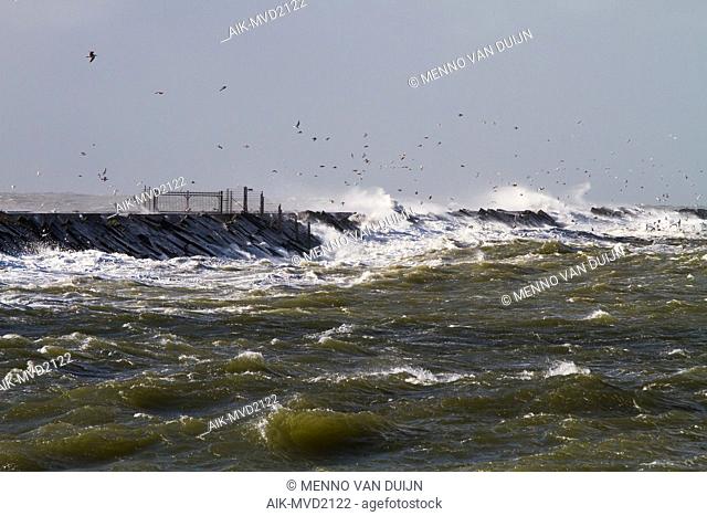Panoramic view of the Netherlands. Big waves crashing over the pier of Ijmuiden, Netherlands during severe storm over the North Sea