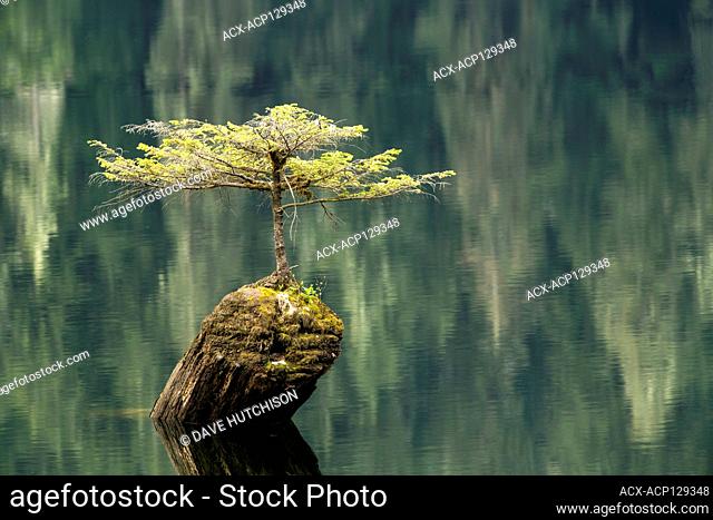 Fairy Lake Tree, Port Renfrew, Vancouver Island, BC, Canada