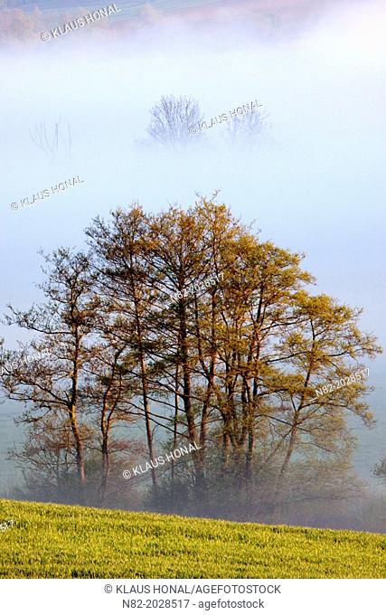 Rape field in morning fog near Hesselberg mountain - Region Hesselberg, Bavaria/Germany