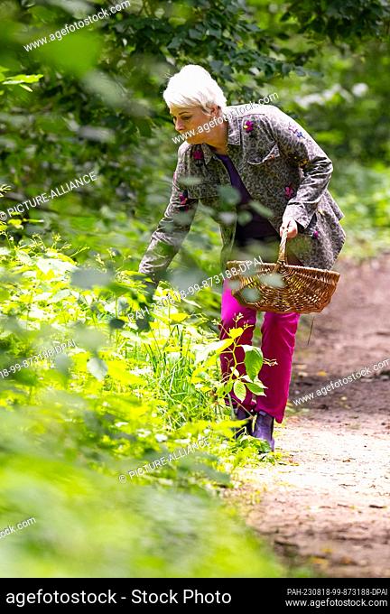 10 August 2023, Lower Saxony, Amelinghausen: Marion Putensen from the Waldkräuterey collects herbs in the forest. Are nettles just as rich in vitamins as Chia...