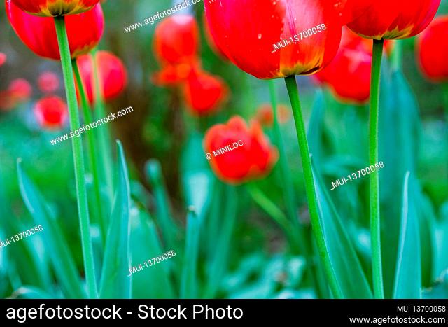 Group of red tulips in the park. Spring season time