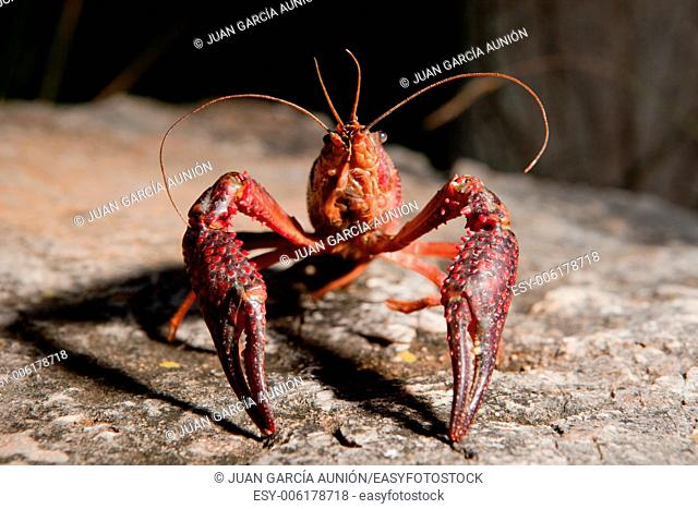 Portrait of procambarus clarkii, a freshwater crayfish species, native to the Southeastern United States, but found also on Europe, where it is an invasive pest