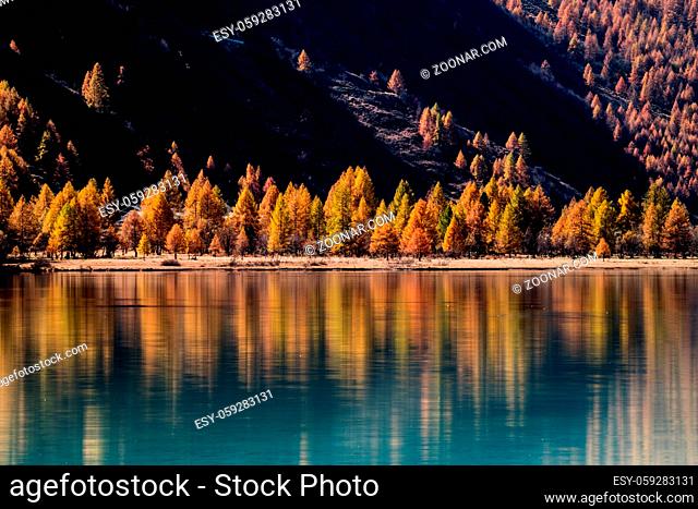 yellow larch trees line the shore of Lake Sils in the Engadine Valley in the Swiss Alps near St. Moritz with beautiful autumn color reflections