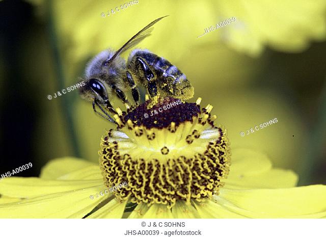 Honey Bee, Apis mellifica, Germany, feeding, collecting, imago, bee, bees, insect, insects, honey, entomology