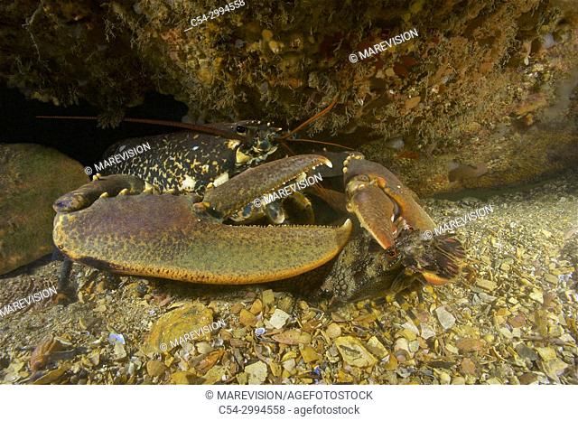 Common lobster (Homarus gammarus) devouring Little cape town lobster (Scyllarus arctus) Eastern Atlantic. Galicia. Spain. Europe