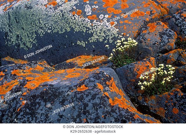 Hudson Bay wildflowers blooming among lichen-covered rocks, Churchill, Manitoba, Canada