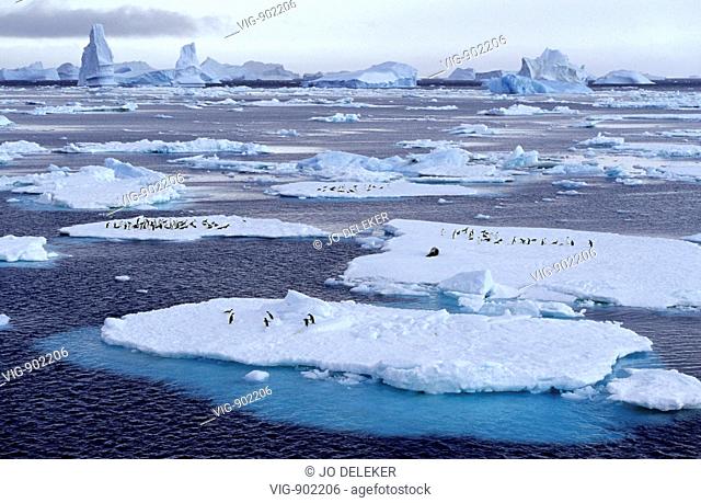 Adelie penguins on ice floes in Antarctica. - SOUTH ORKNEY ISLANDS, ANTARCTIC, 10/01/2006