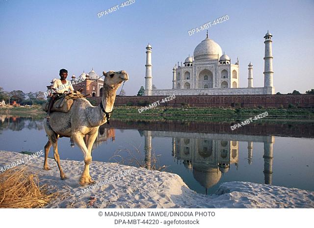 reflection of Taj mahal  in yamuna river Seventh Wonder of The World ; Agra ; Uttar Pradesh ; India