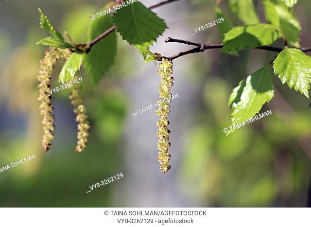 Birch tree (Betula) blossoms or catkins and green leaves in the spring. Birch pollen allergy is a common seasonal allergy