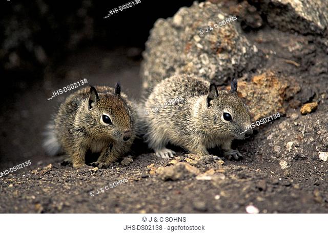 California Ground Squirrel, Citellus beecheyi, Monterey, California, USA, youngs on rock