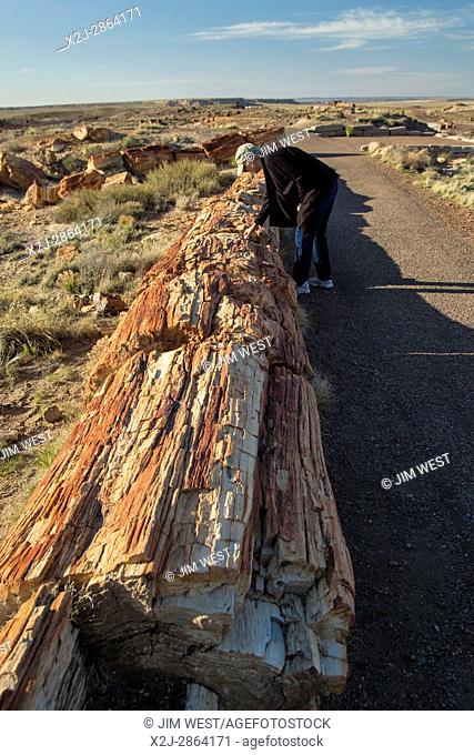 A visitor examines a petrified log in the Crystal Forest area of Petrified Forest National Park