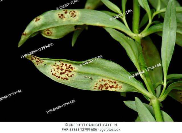 Antirrhinum or snapdragon rust, Puccinia antirrhini, pustules in circular lesion on underside of Antirrhinum leaf, Berkshire, England, August