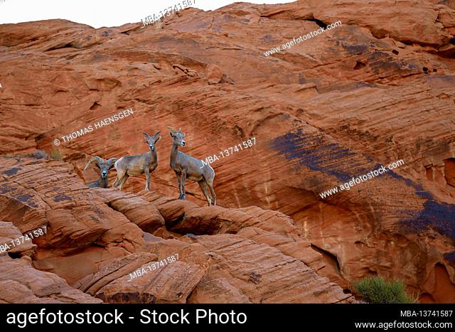 Three desert bighorn sheep (Ovis canadensis nelsoni) on the rocks in Valley of Fire State Park, Nevada, USA