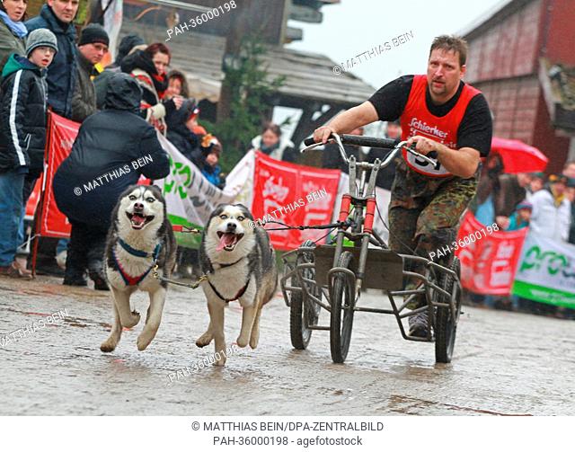 Christian Guenther and his two sled dogs start in the first sled dog race of 2013 in Hasselfelde, Germany, 05 January 2013