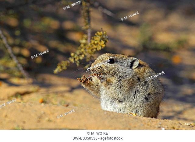Brant's whistling rat (Parotomys brantsii), whistling rat is eating a stem, South Africa, Kgalagadi Transfrontier National Park