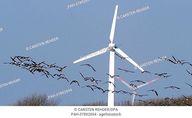 A flock of wild geese prepare to land on Hauke-Hajen-Koog near Schobuell,  Germany, 05 March 2013. Photo: CARSTEN REHDER | usage worldwide