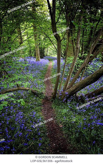 England, Essex, Basildon. A track running through bluebells in woodland