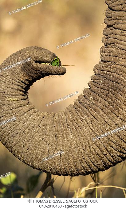 African Elephant (Loxodonta africana) - Bull, grasping leaves with the tip of the trunk in order to bring them to his mouth