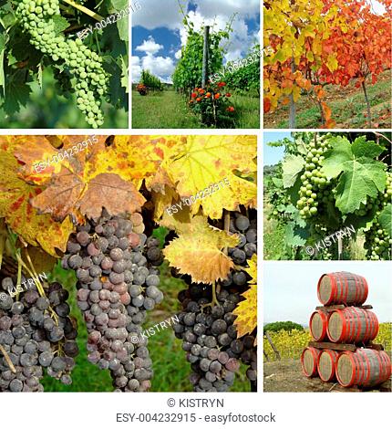 wine culture collage, Toscana