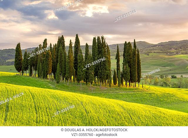Sunset on Cypress Grove Val d'Orcia Tuscany Italy World Location