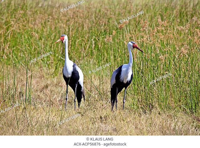 Wattled Cranes, bugeranus carunculatus, Okavango Delta, Moremi Game Reserve, Botswana, Africa