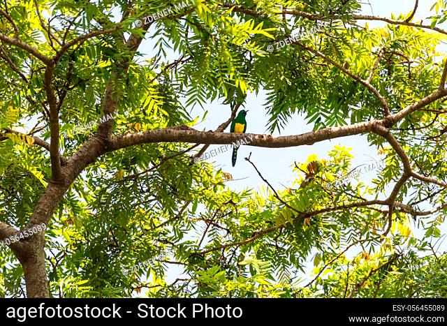 African Emerald Cuckoo (Chrysococcyx cupreus) perched on tree, native to Africa in Wondo Genet park, Ethiopia Africa wildlife