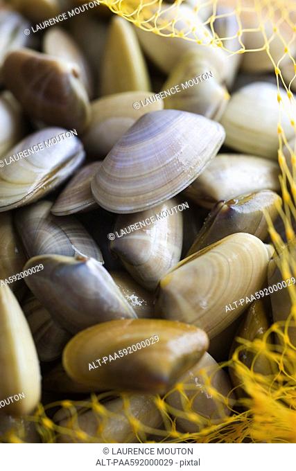 Sack of fresh clams