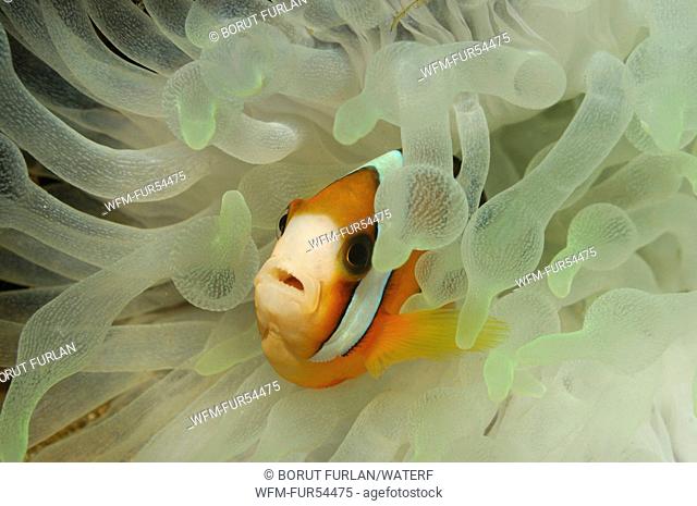 Clarks Anemonefish, Amphiprion clarkii, Lembeh Strait, Sulawesi, Indonesia
