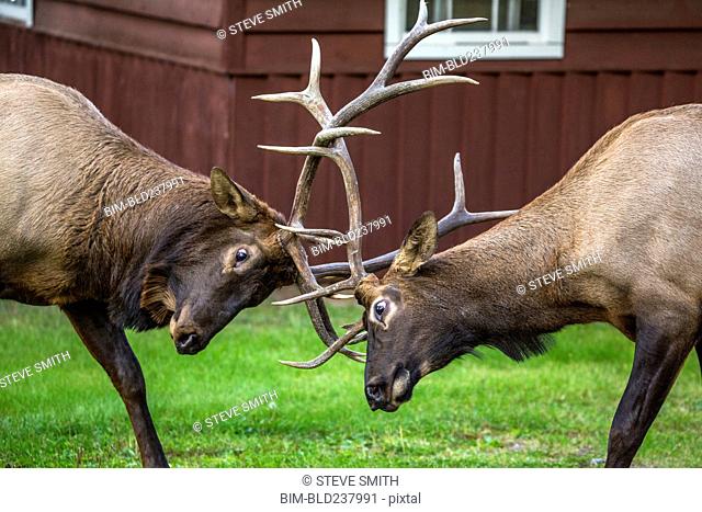 Elk sparring near house