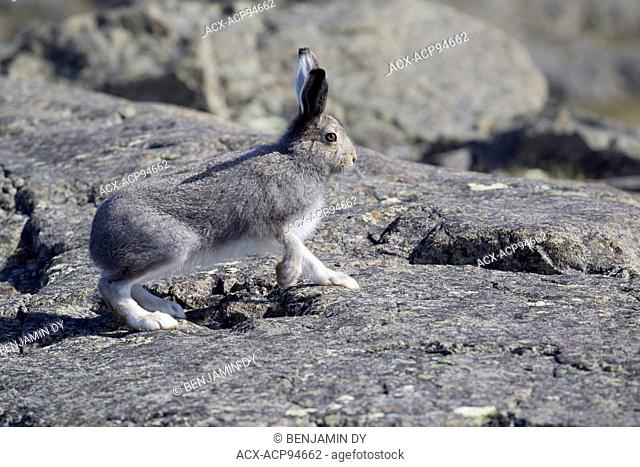 Arctic hare, Lepus arcticus, On a rock, Nunavik, Quebec, Canada