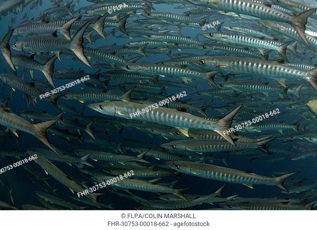 Blackfin Barracuda Sphyraena qenie shoal, swimming, Barracuda Point, Sipadan Island, Sabah, Borneo, Malaysia