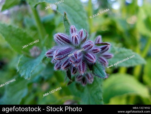Borage (Borago officinalis), flower buds