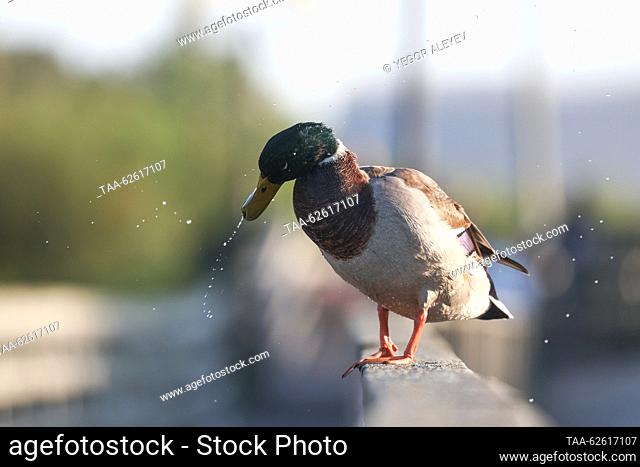 RUSSIA, KALININGRAD REGION - SEPTEMBER 24, 2023: A duck is seen on a rail of a wooden walkway over water in the village of Yantarny. Yegor Aleyev/TASS